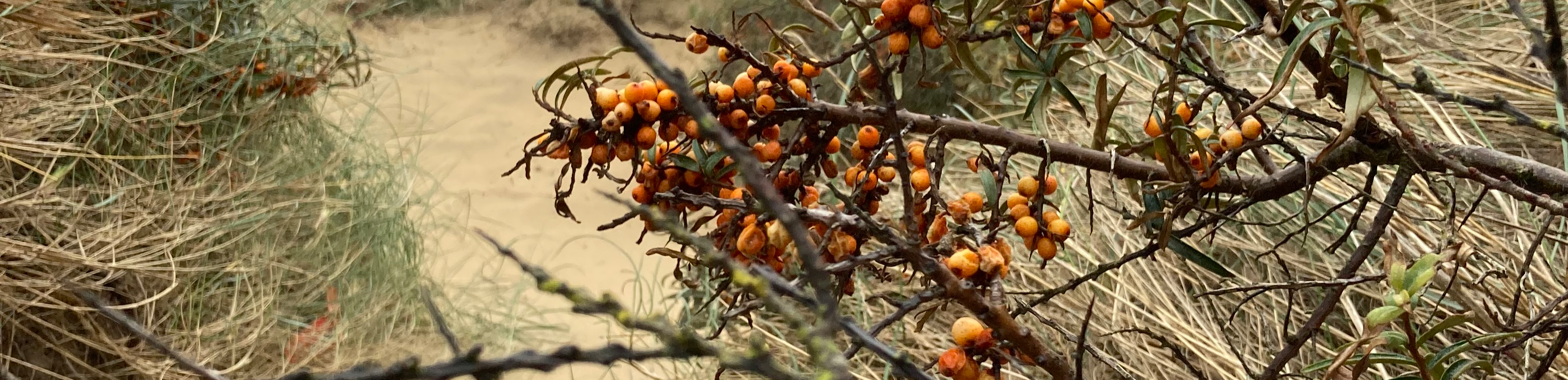 profile header image