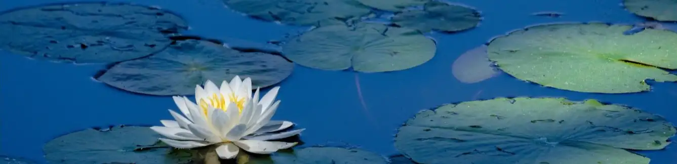 profile header image