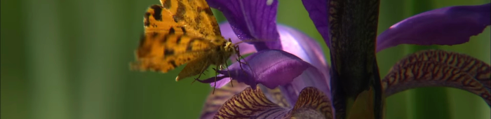 profile header image