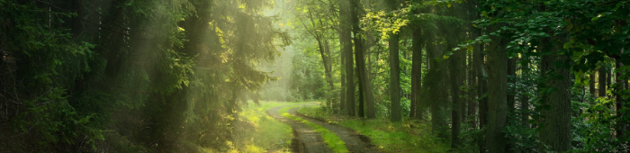 profile header image