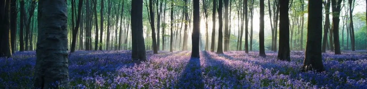 profile header image