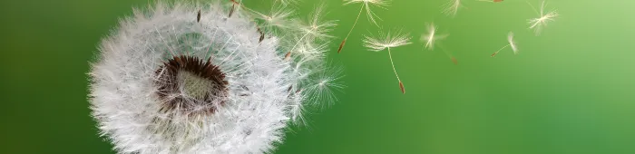 profile header image