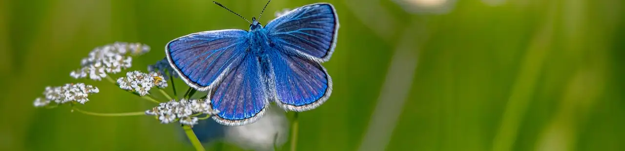 profile header image