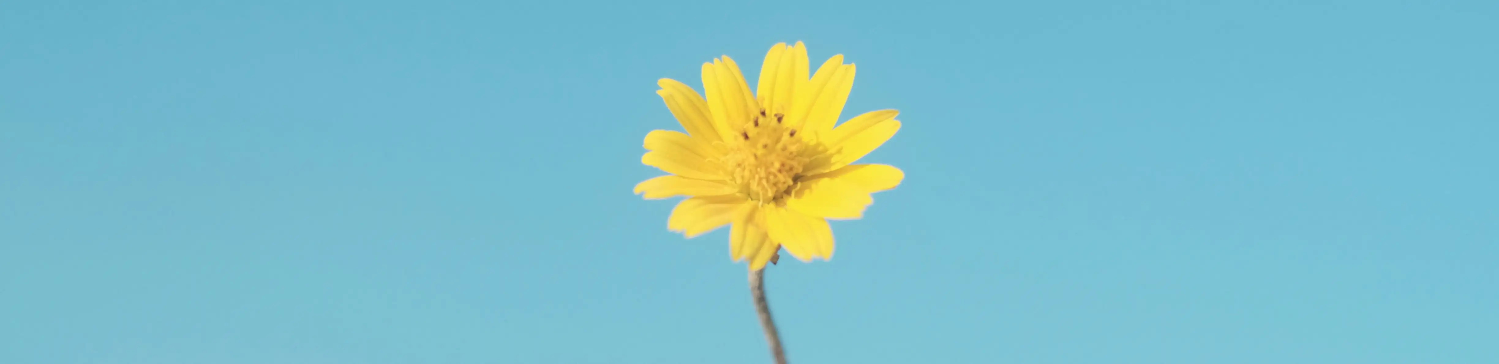 profile header image