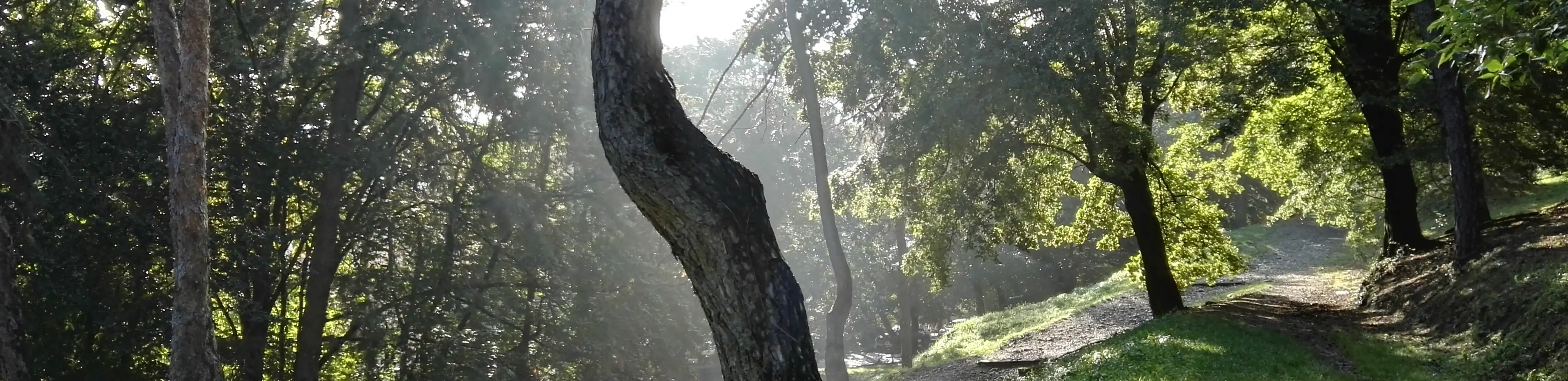 profile header image