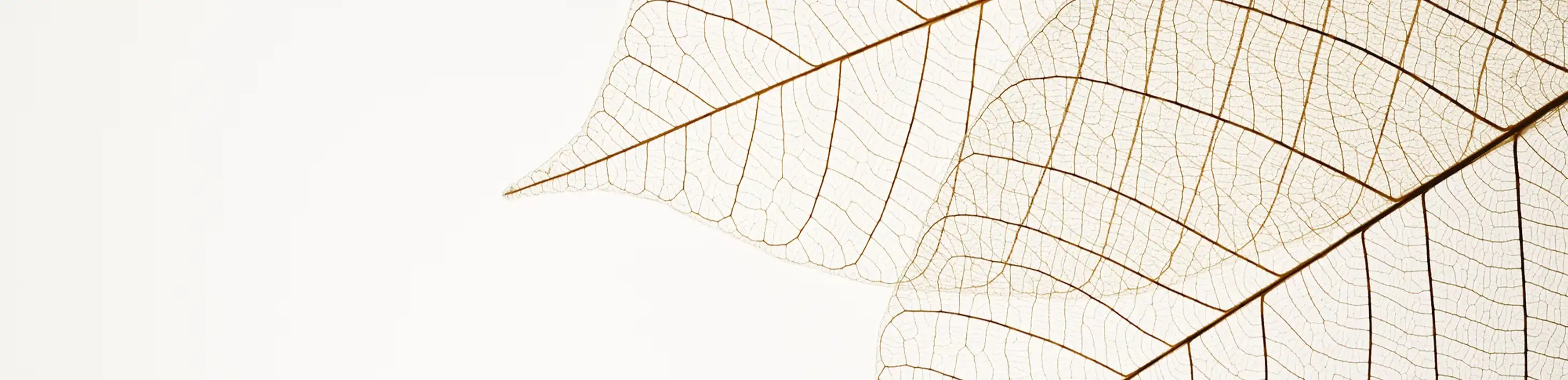 profile header image