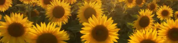 profile header image