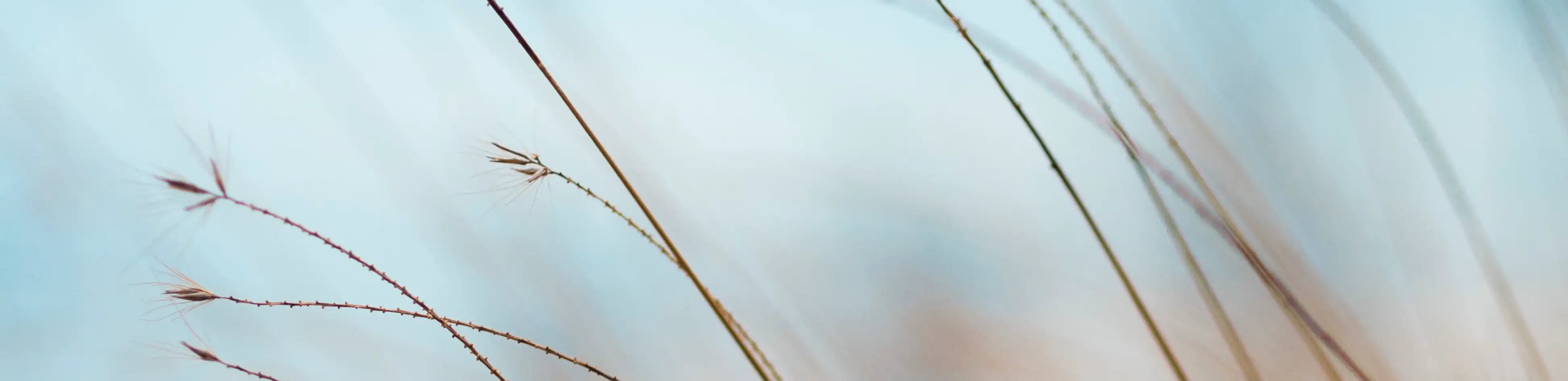 profile header image