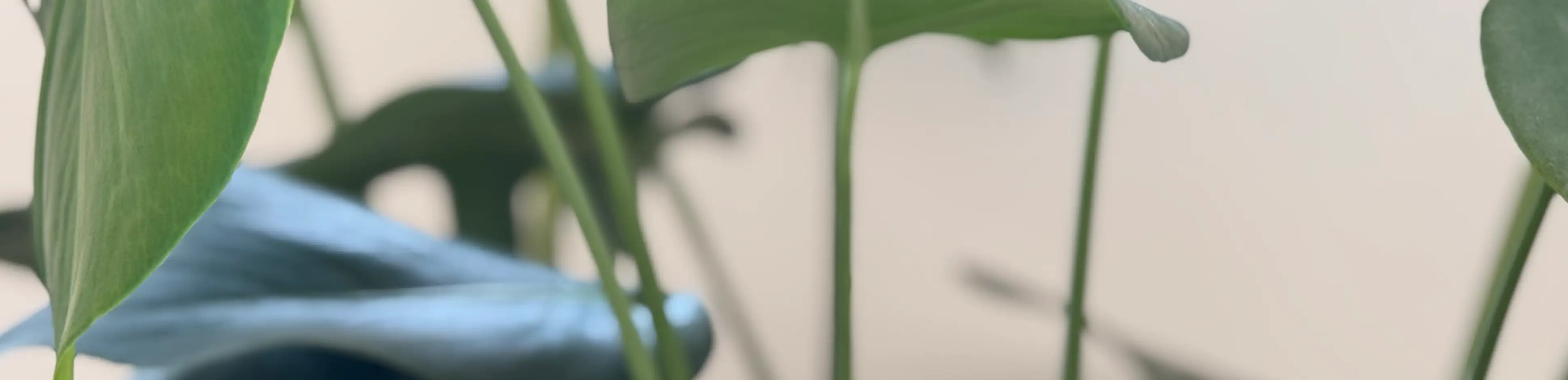 profile header image