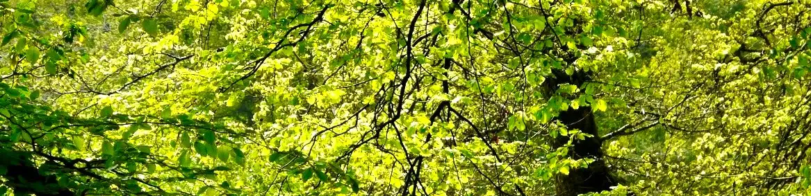 profile header image