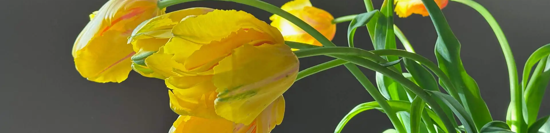 profile header image