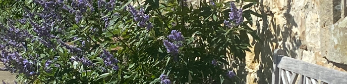 profile header image