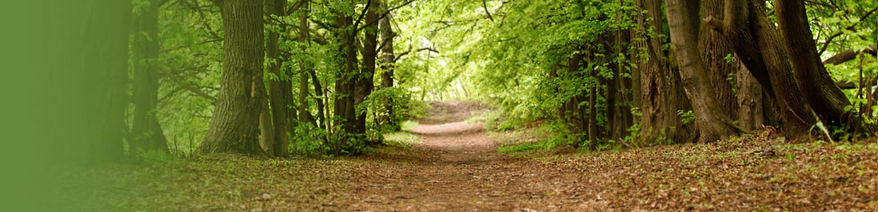 profile header image