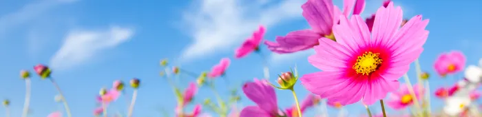 profile header image